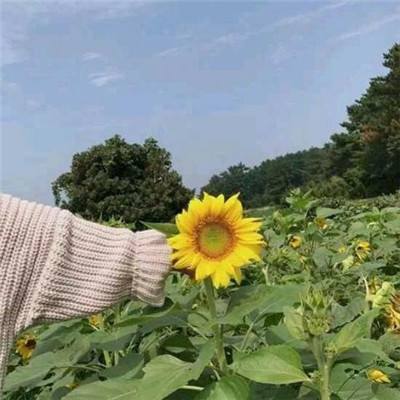 坦克前线私服下载